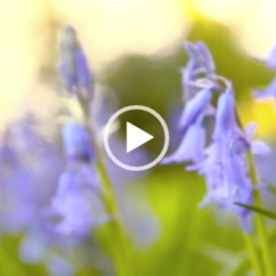 Release video preview