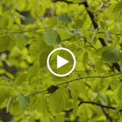 Reset Video - Created specifically for busy people, Reset is designed to help colleagues take control of their emotions, reassign their focus and channel positive energy in to the rest of their day.